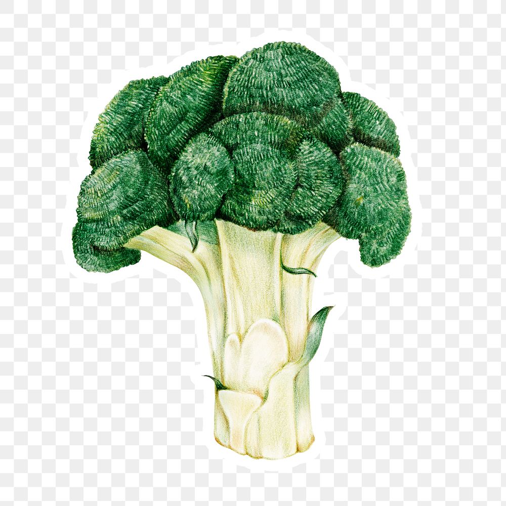 Green broccoli vegetable illustration png organic
