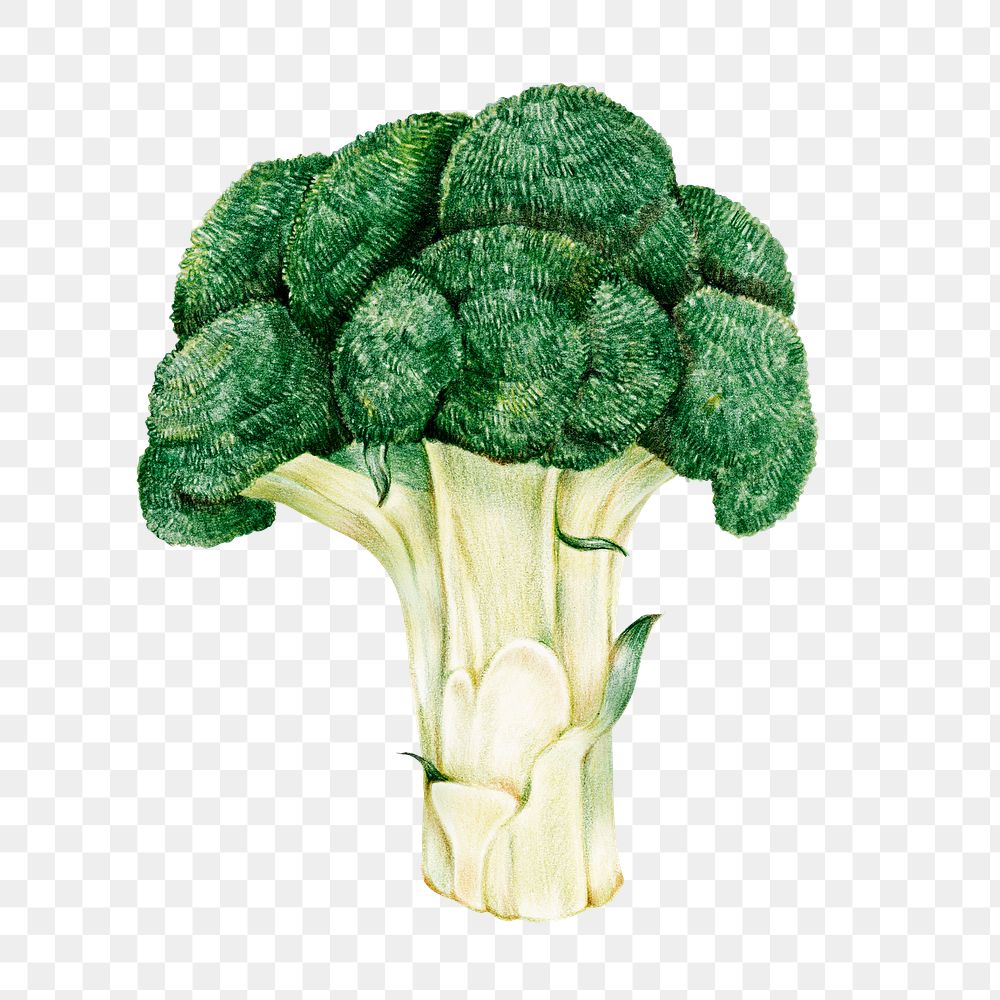 Vintage green broccoli sticker png illustration