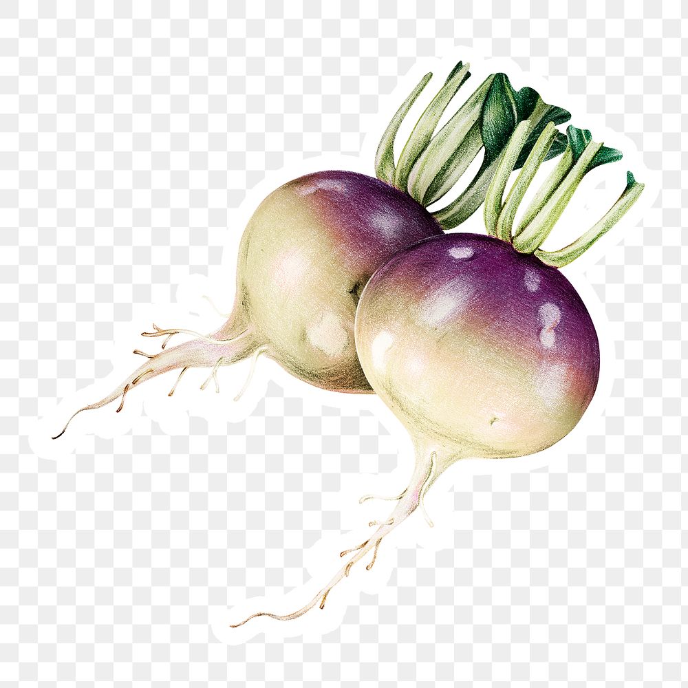 Fresh turnip vegetable png illustration botanical hand drawn