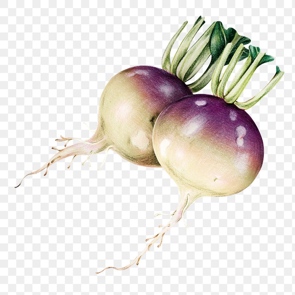 Fresh turnip illustration png botanical drawing