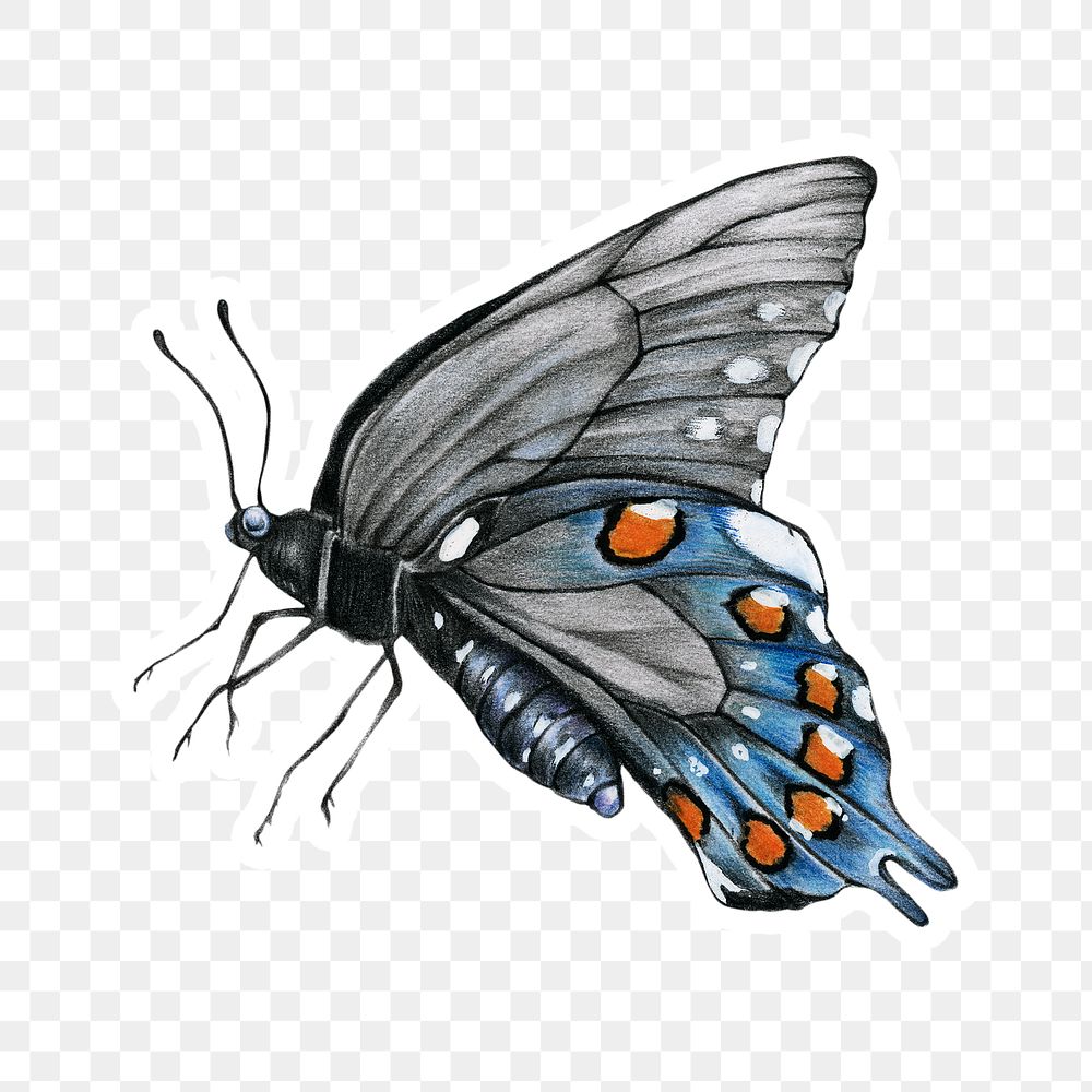 Vintage blue butterfly drawing png illustration