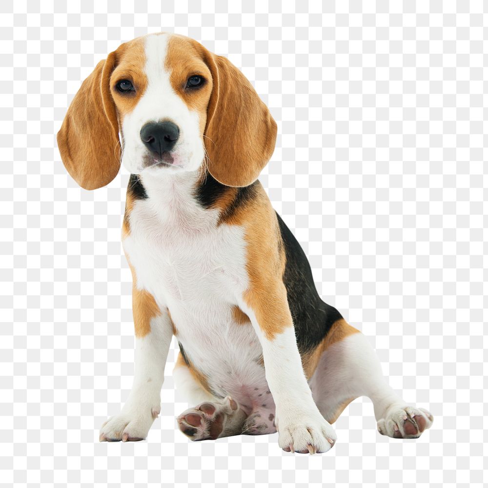 PNG cute sitting beagle, dog sticker