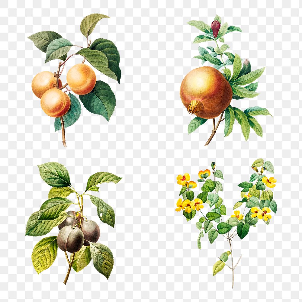 Fruit and flower sticker design element set