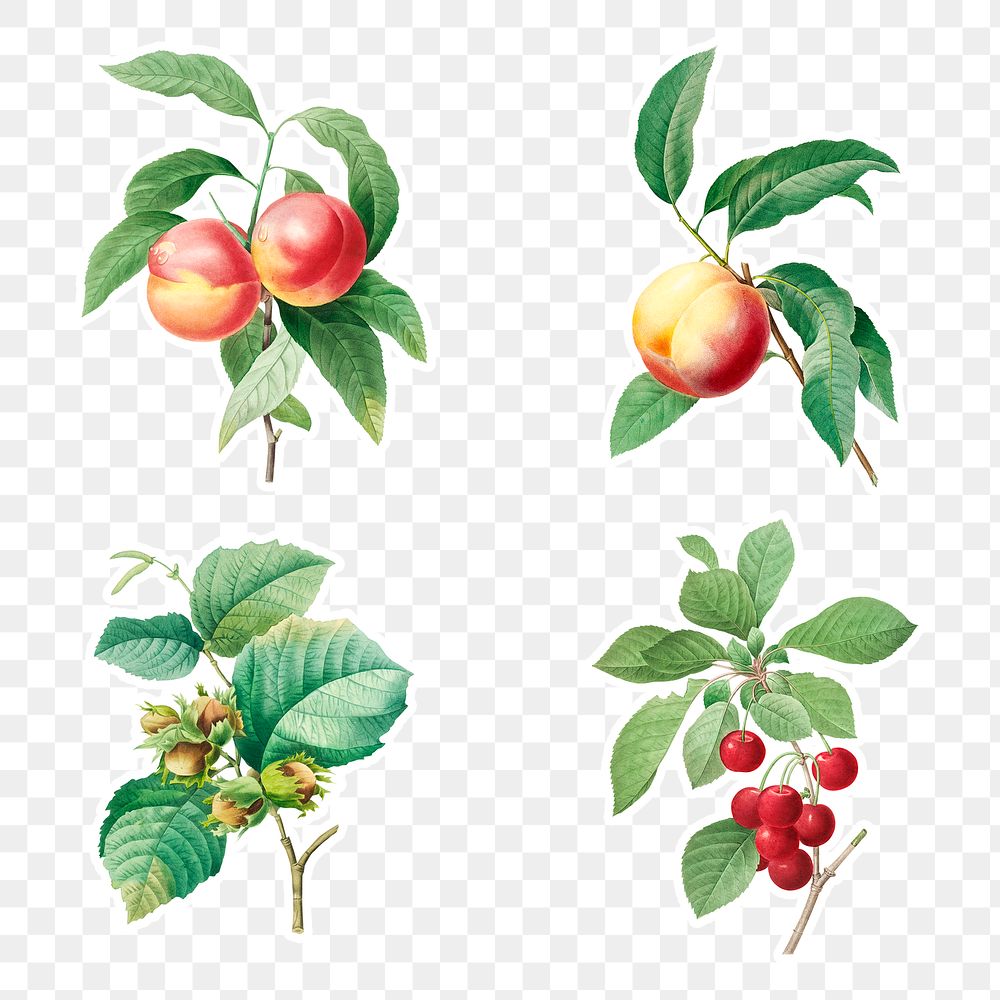 Fruit sticker design element set
