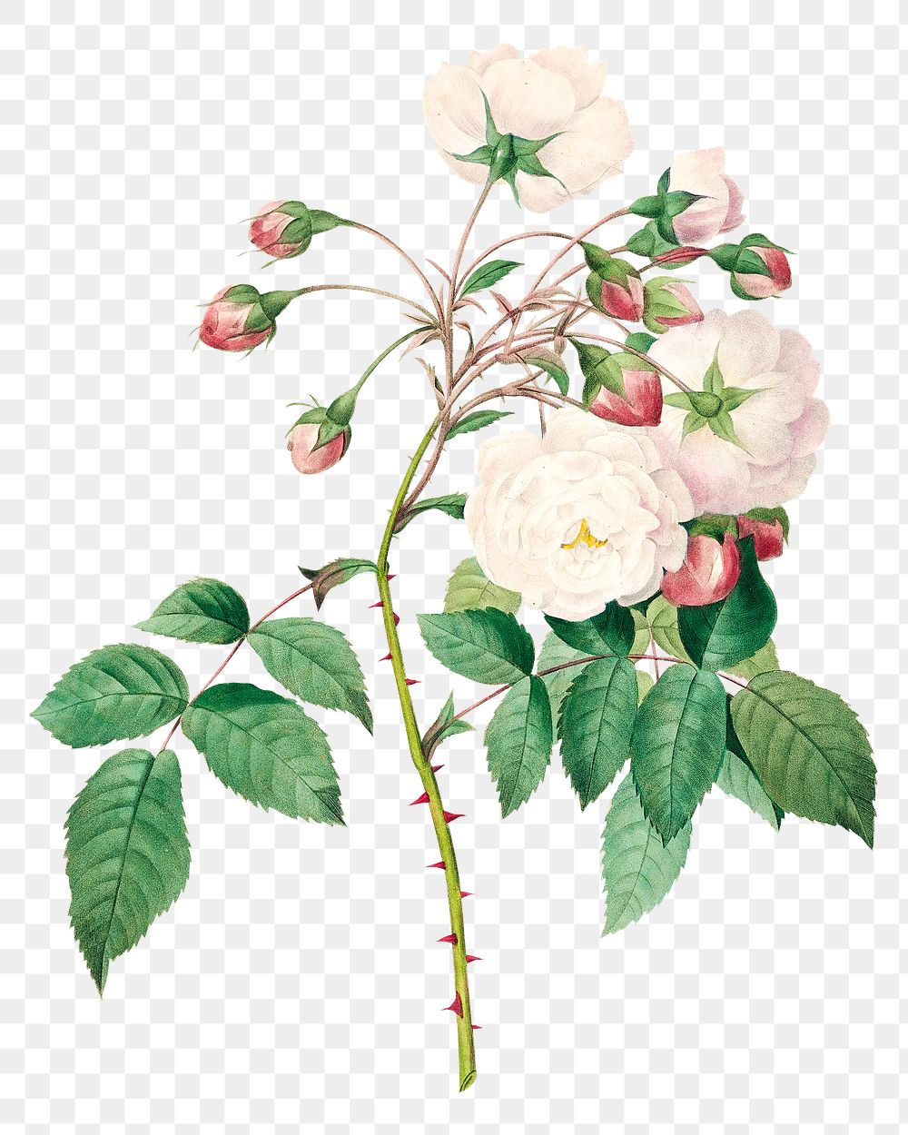 Rose adelaide flower png botanical illustration, remixed from artworks by Pierre-Joseph Redout&eacute;