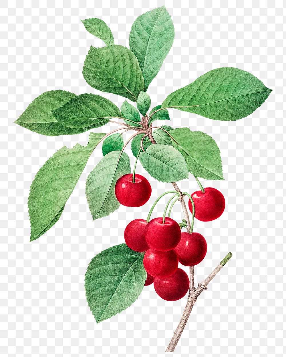 Red cherry plant png botanical illustration, remixed from artworks by Pierre-Joseph Redout&eacute;