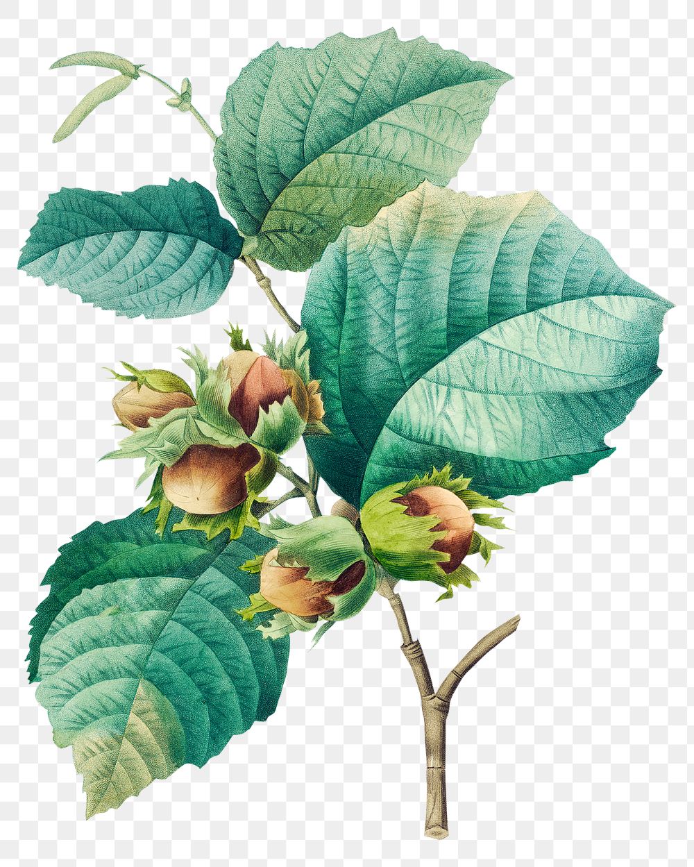 Hazelnut plant png botanical illustration, remixed from artworks by Pierre-Joseph Redout&eacute;