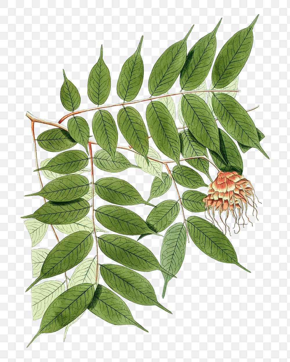 Vintage png brownea capitella leaf illustration