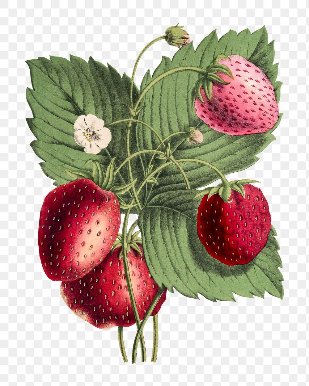 Png hand drawn strawberry vintage illustration