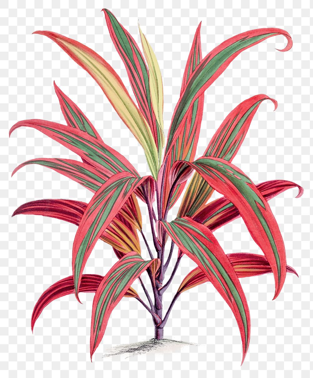 Hand drawn Cordyline fruticosa plant design element
