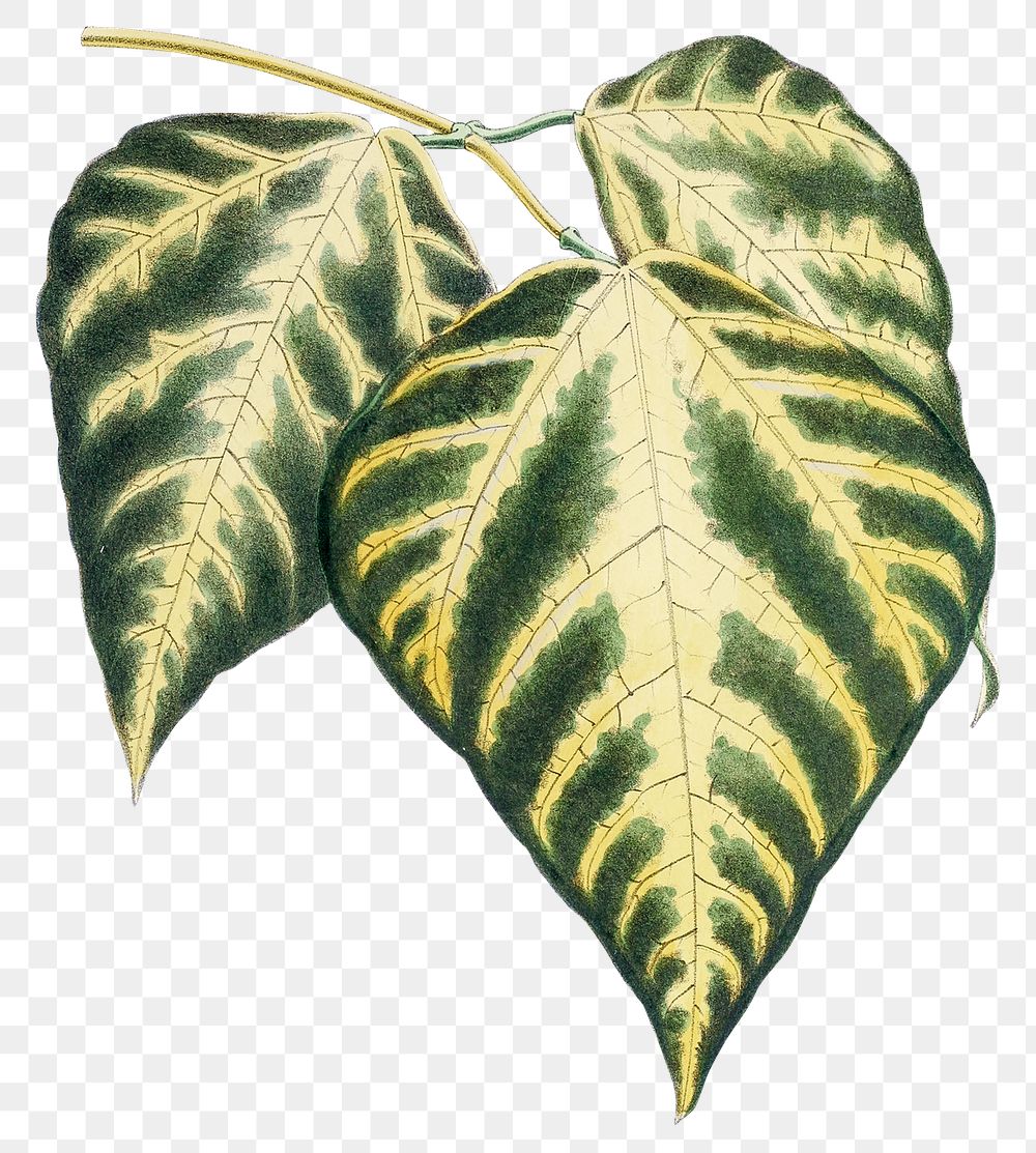Hand drawn caladium bicolor leaf design element