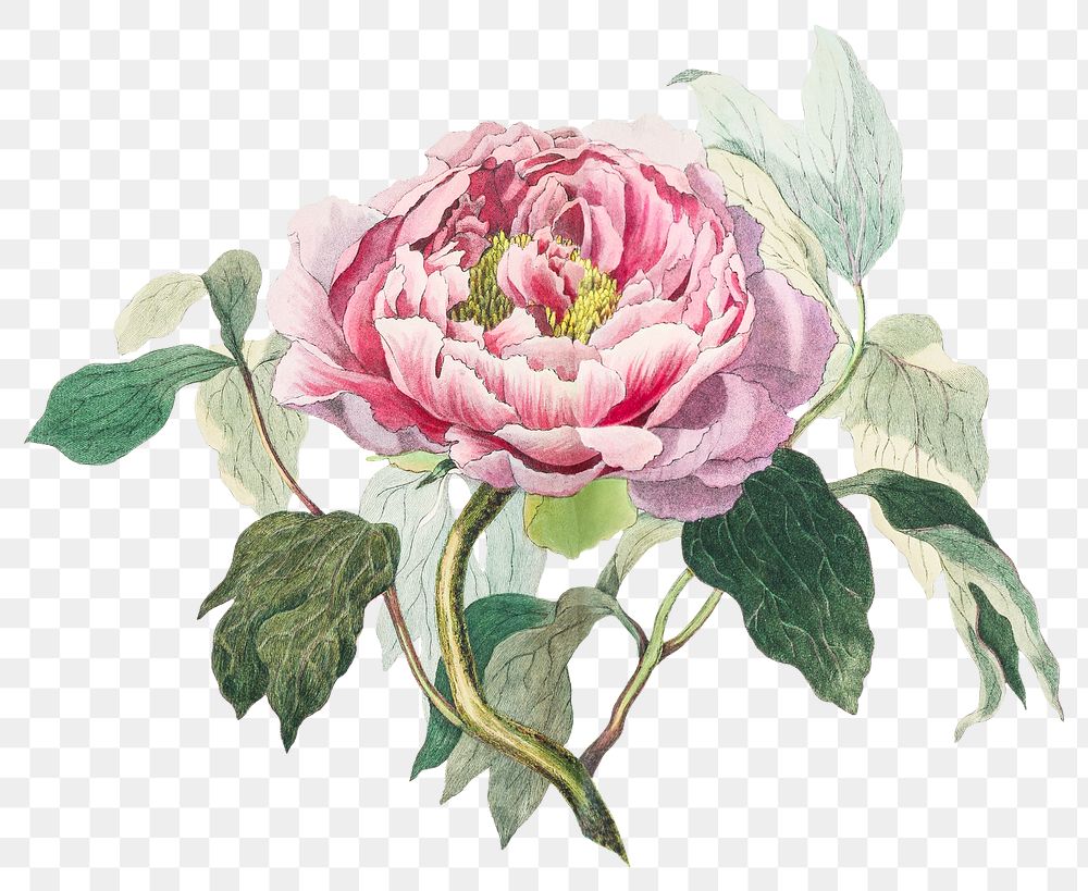 Hand drawn pink cabbage rose design element