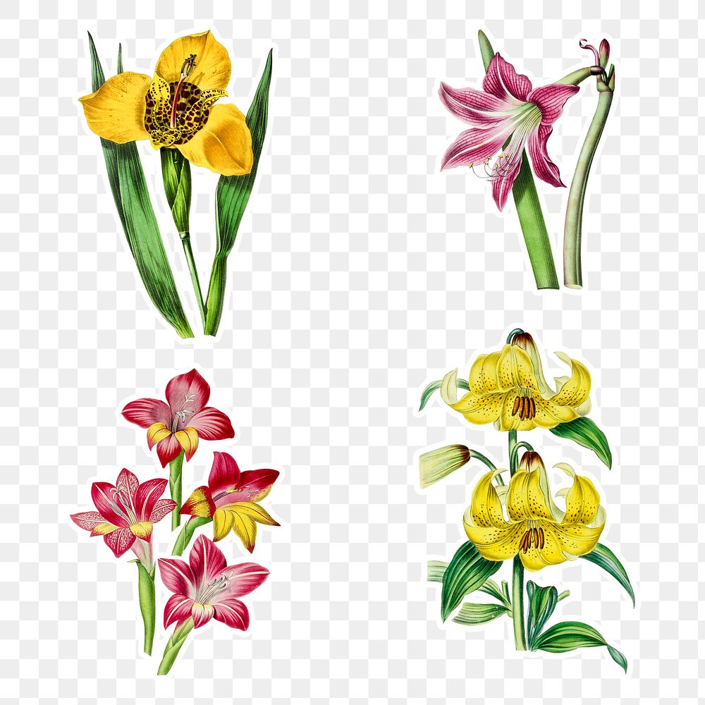 Hand drawn lily and amaryllis flower sticker design element set