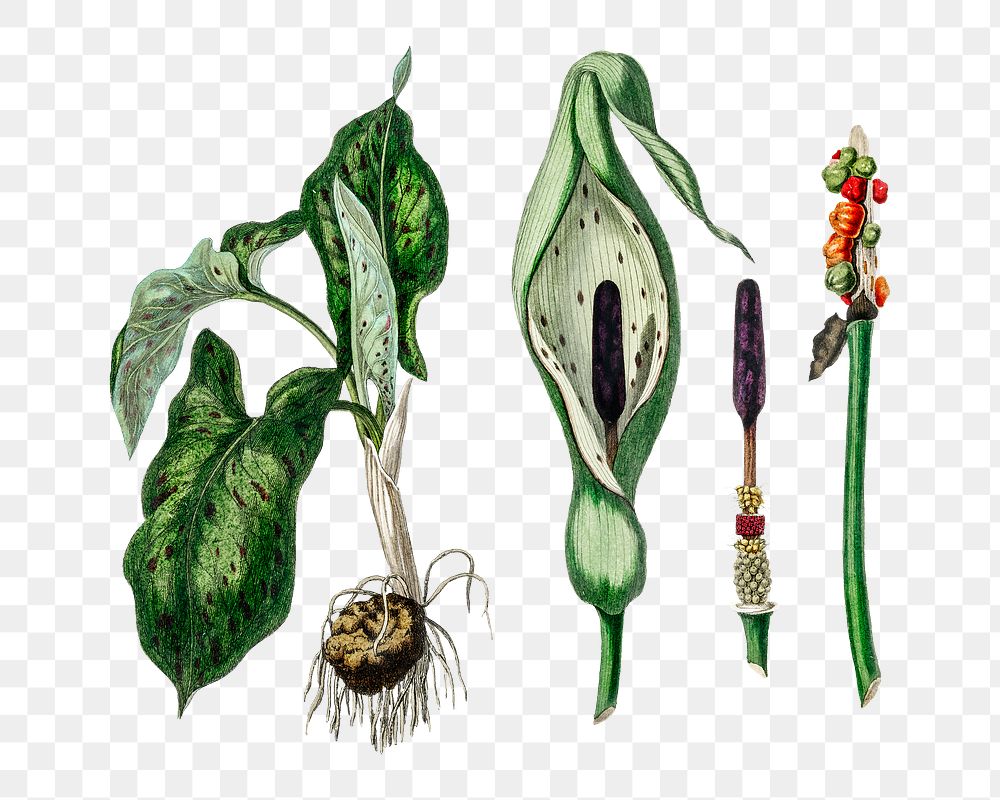 Vintage colorful arum png plant illustration
