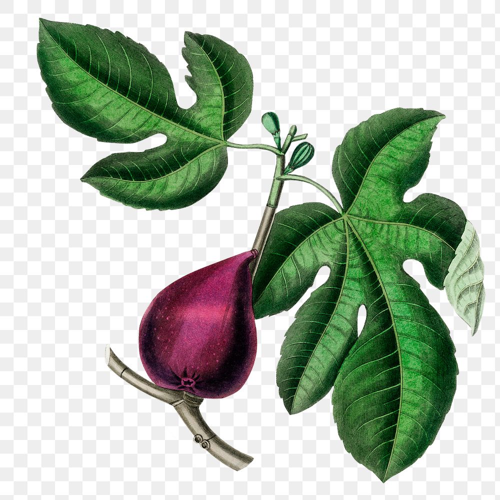 Png fruit purple fig with green leaves vintage sketch