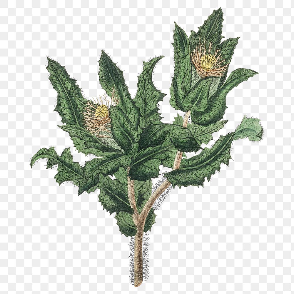 Png yellow thistle flowers vintage | Premium PNG Sticker - rawpixel