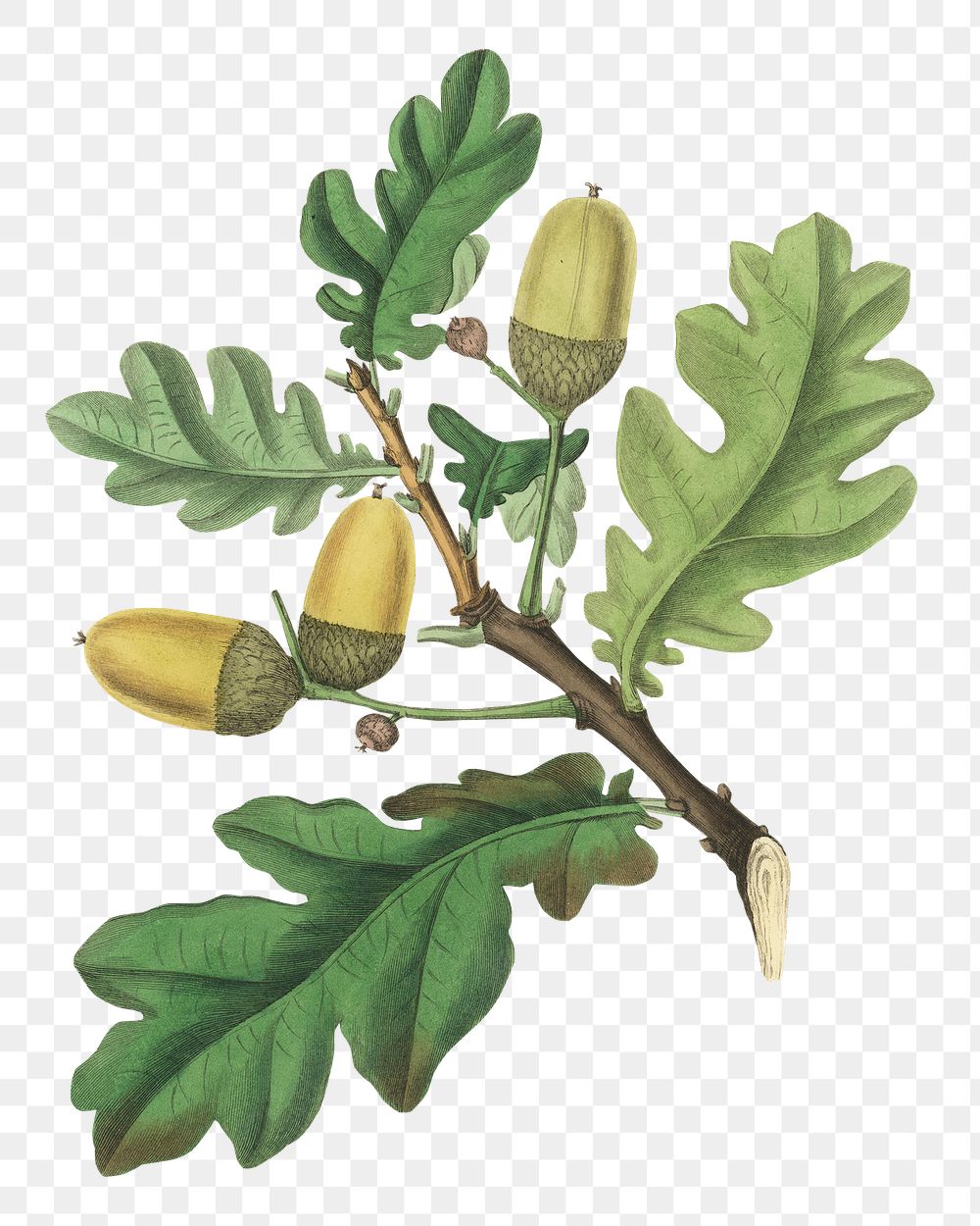 Png green english oak with yellow acorns botanic sketch