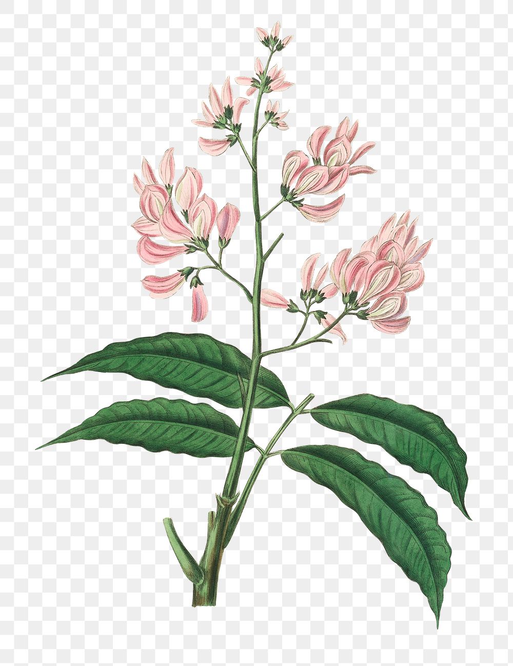 Png pink flowers png geoffroya inermis antique sketch