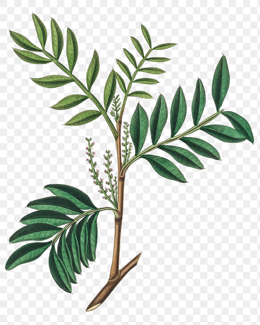 Png green Lentisk leaves with branch plant vintage sketch