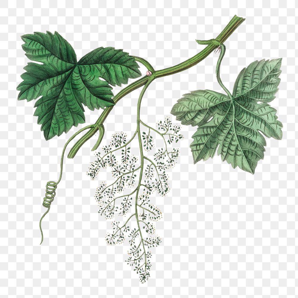 Green grape vine png botanical illustration