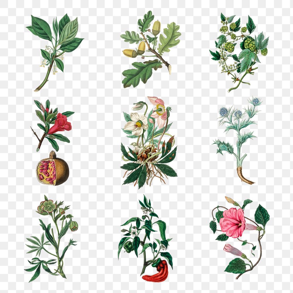 Flowers colorful fruits and vegetable png illustration set antique