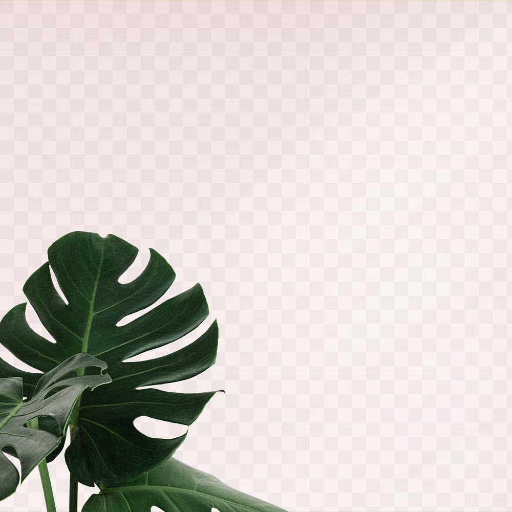 Green Monstera leaves png background