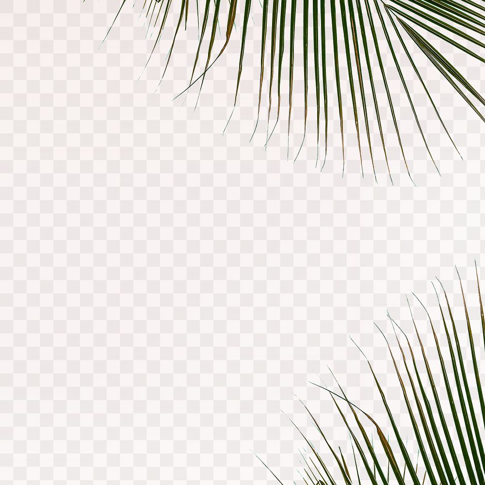 Fresh palm leaves png background