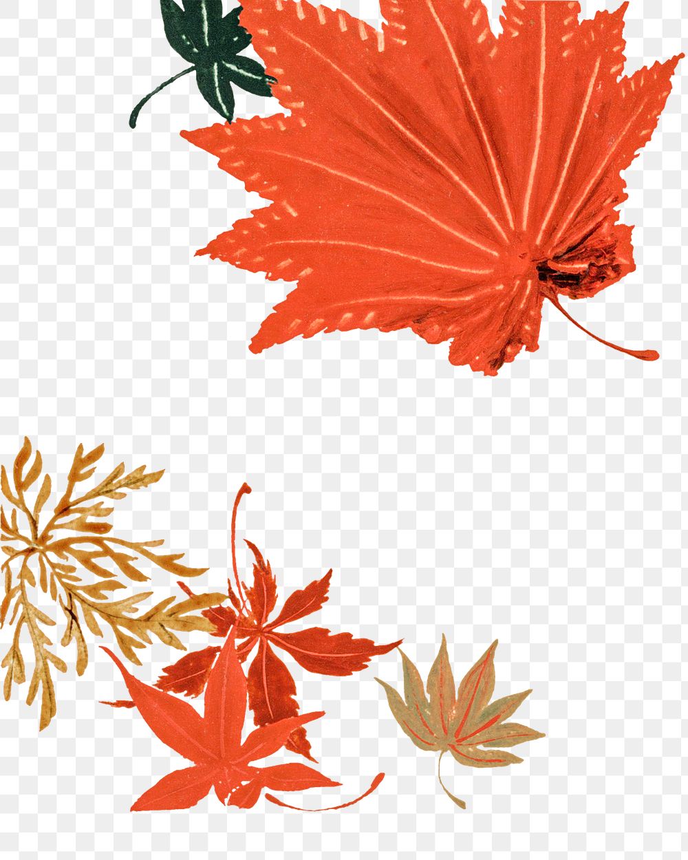Hand drawn maple leaves design resource