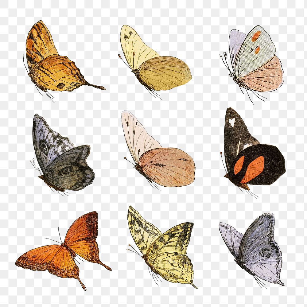 Vintage butterfly illustrations set transparent png