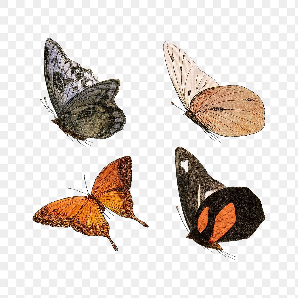 Vintage butterfly illustrations set transparent png