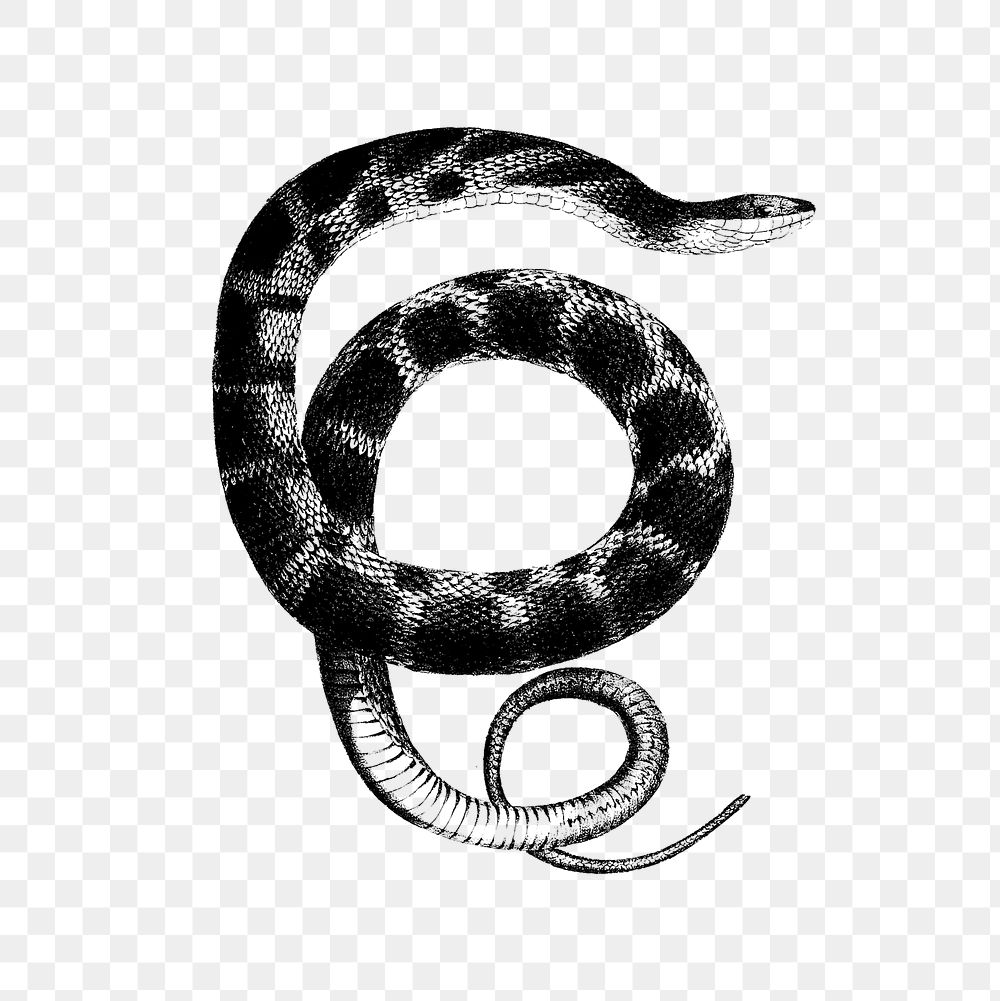 PNG Drawing of plain-bellied water snake, transparent background