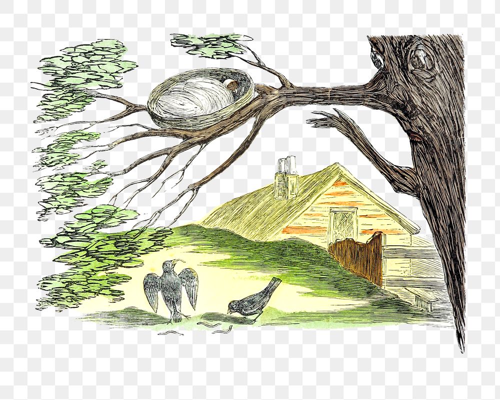 PNG Drawing of a bird nest on a tree, transparent background