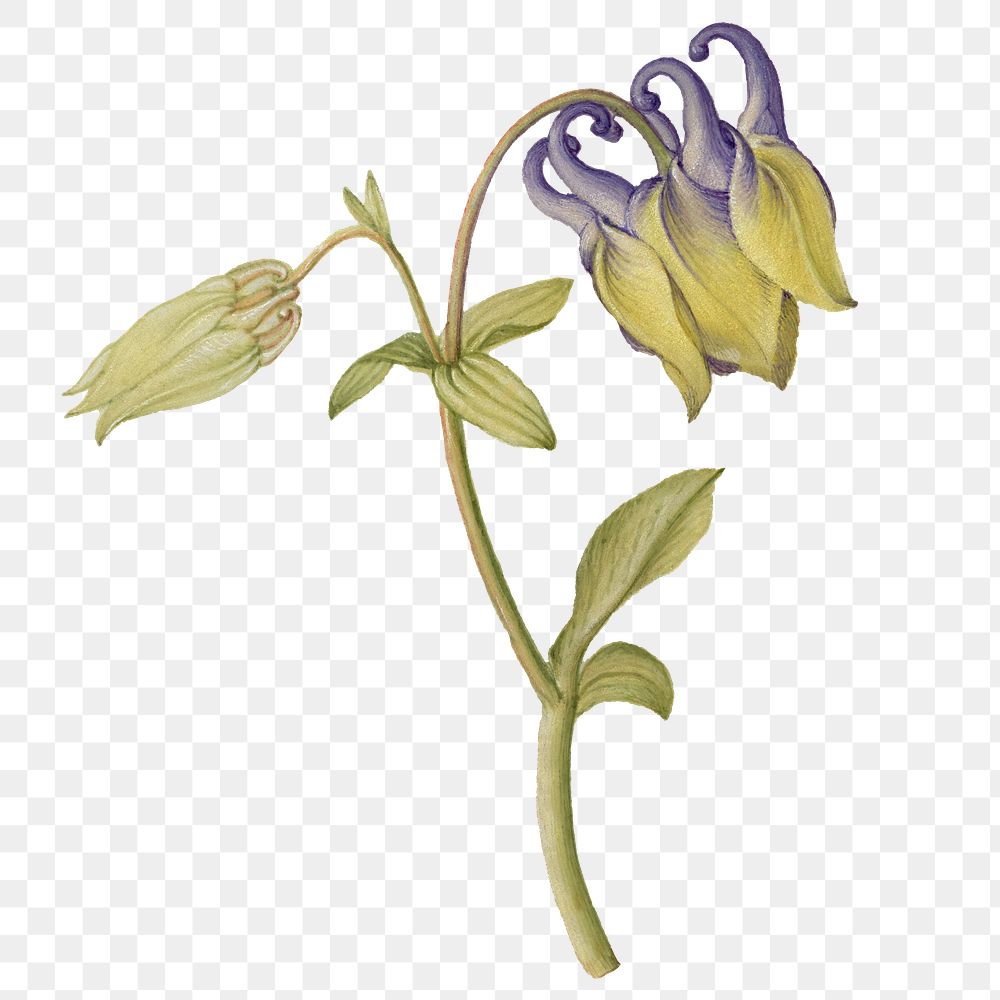 Common columbine png flower hand drawn element