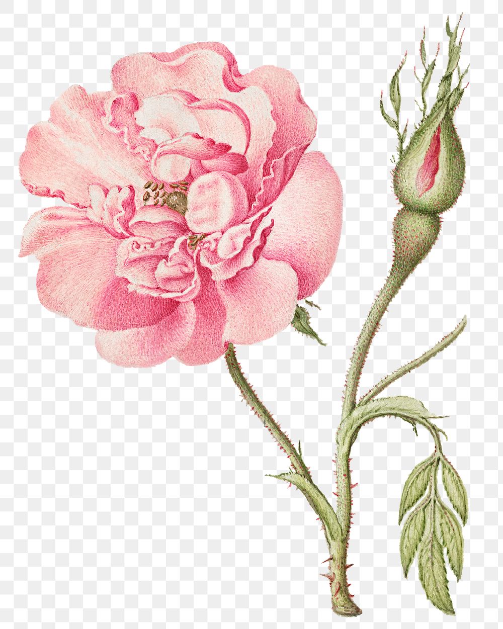 Png pink French rose flower element hand drawn