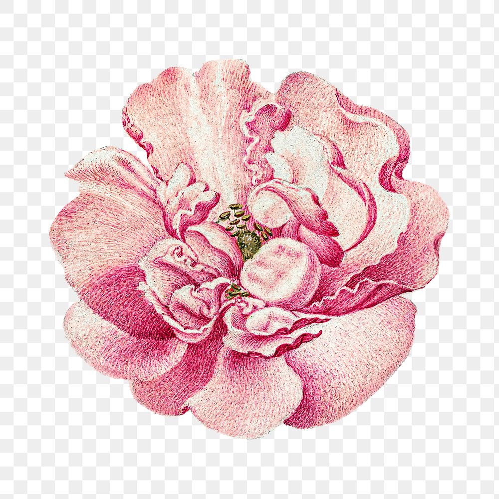 Blooming pink png French rose flower hand drawn