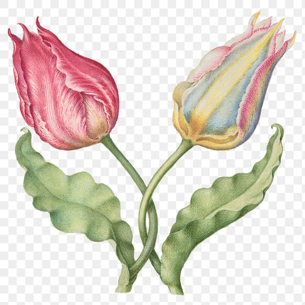 Tulips png spring flower botanical vintage illustration