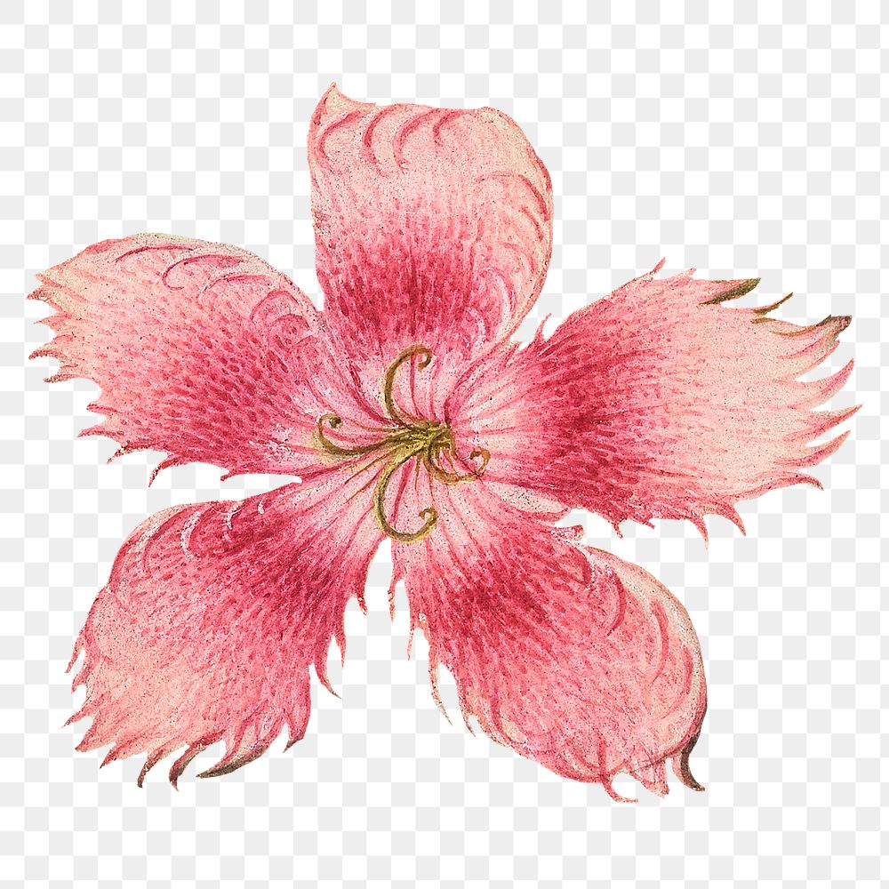 Pink Dianthus flower png botanical illustration