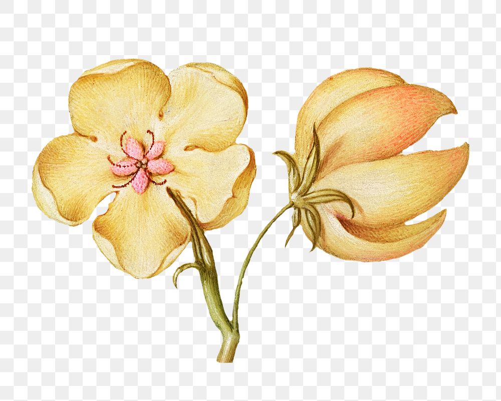 Vintage yellow hellebores blooming illustration png