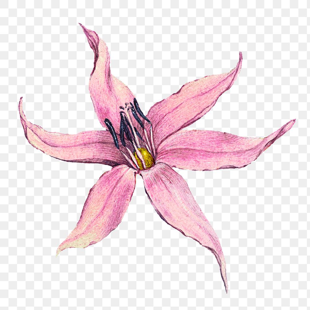 Blooming dog tooth violet png | Premium PNG Sticker - rawpixel