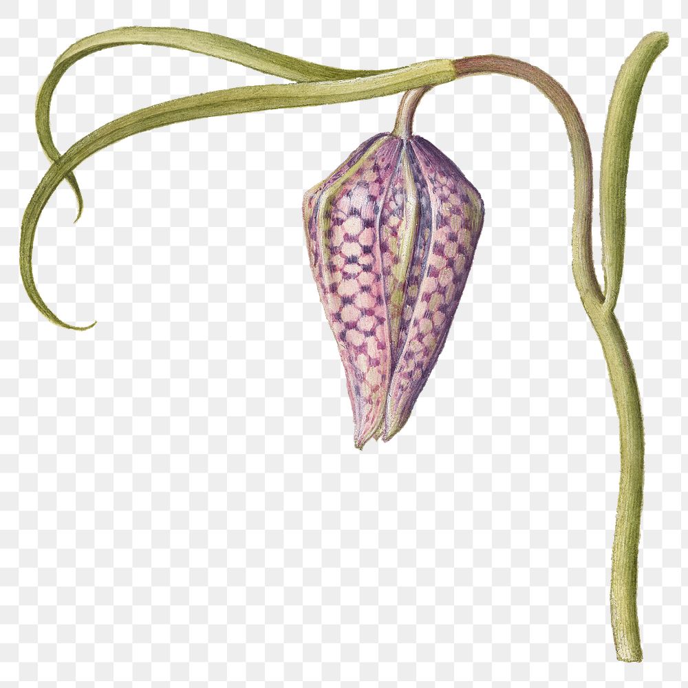 Hand drawn snakeshead png floral illustration