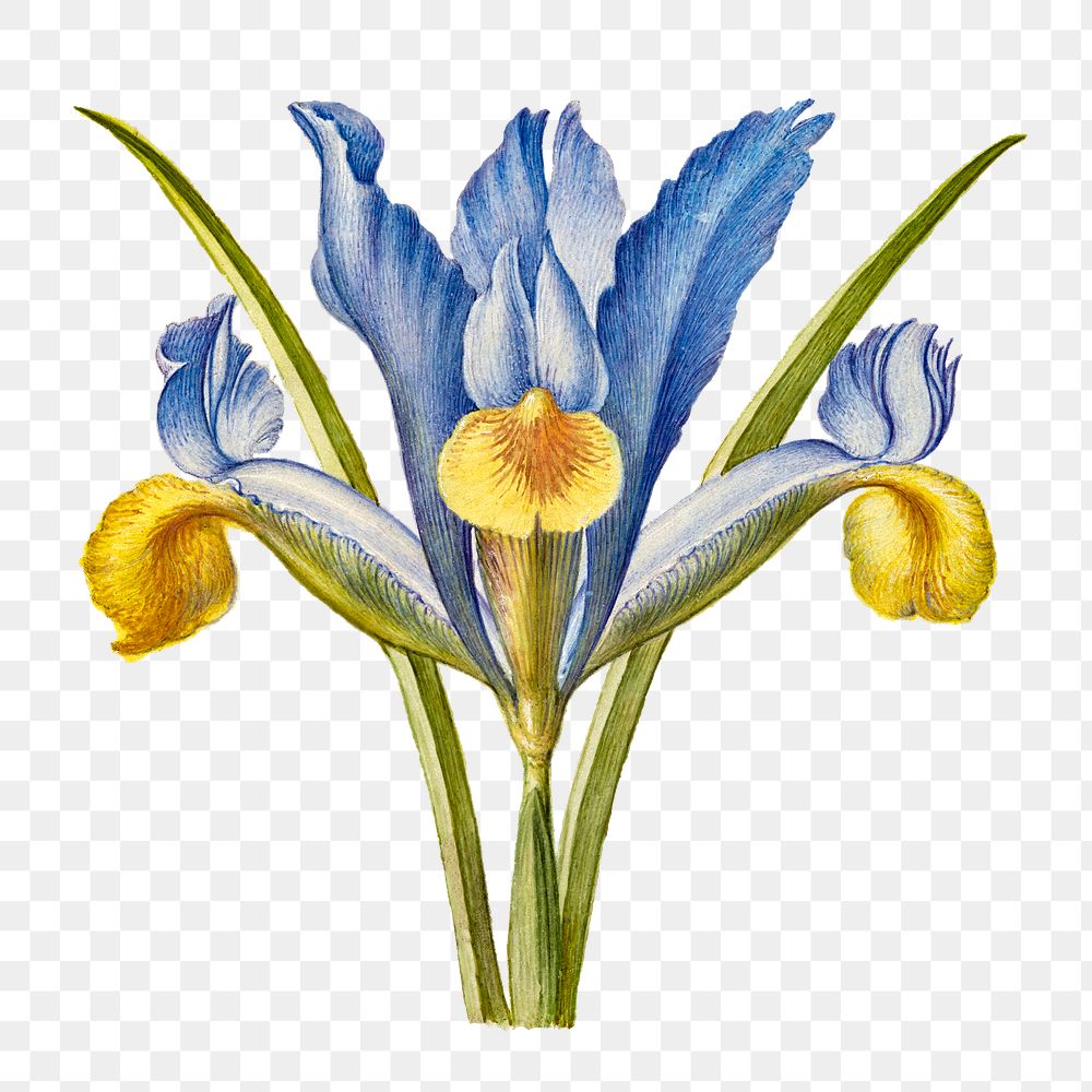 Bearded iris flower png hand drawn