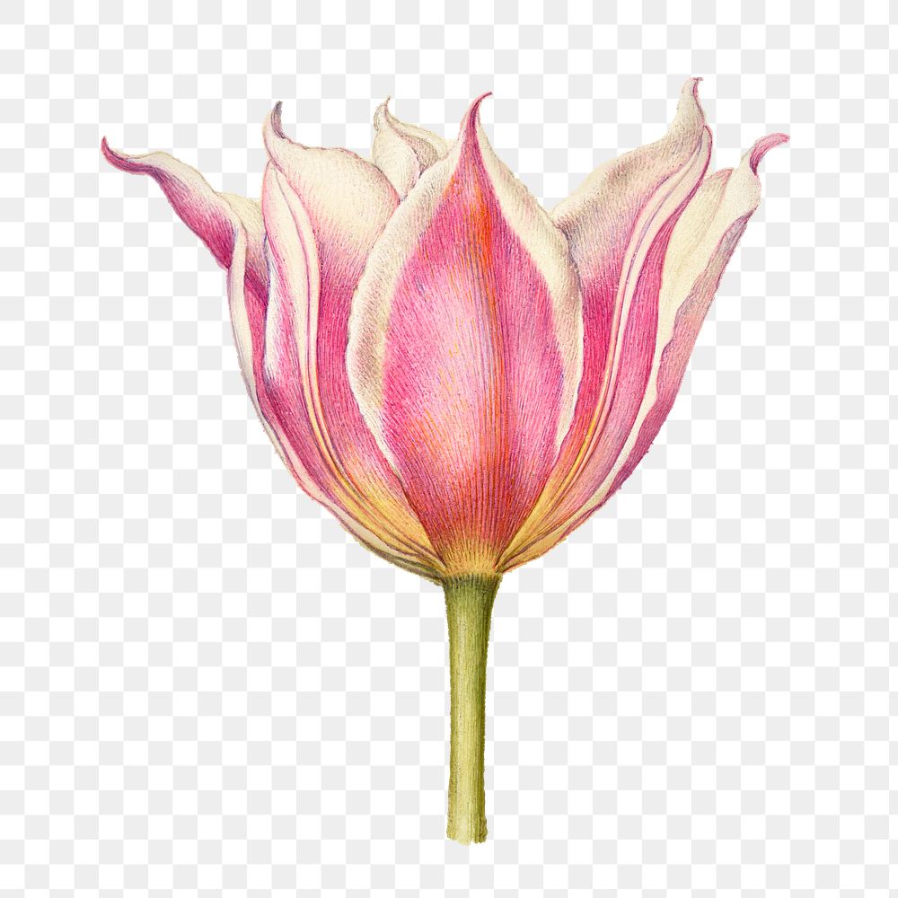 Pink tulip flower png element hand drawn