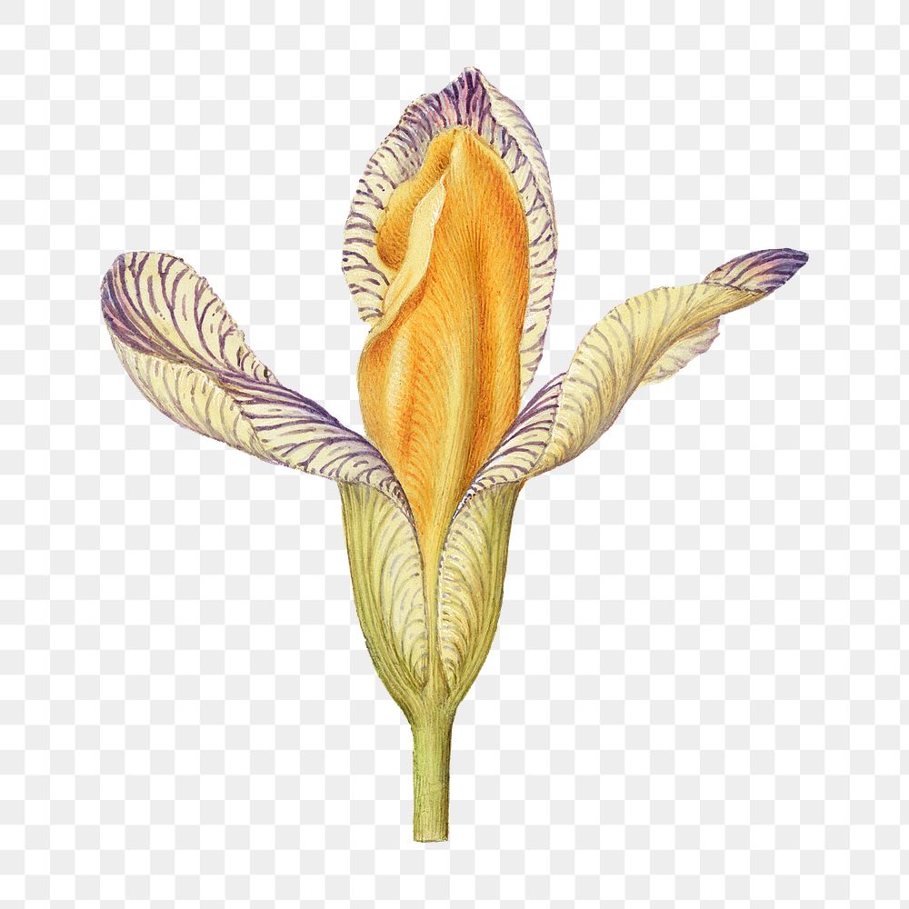 Yellow iris flower png hand drawn