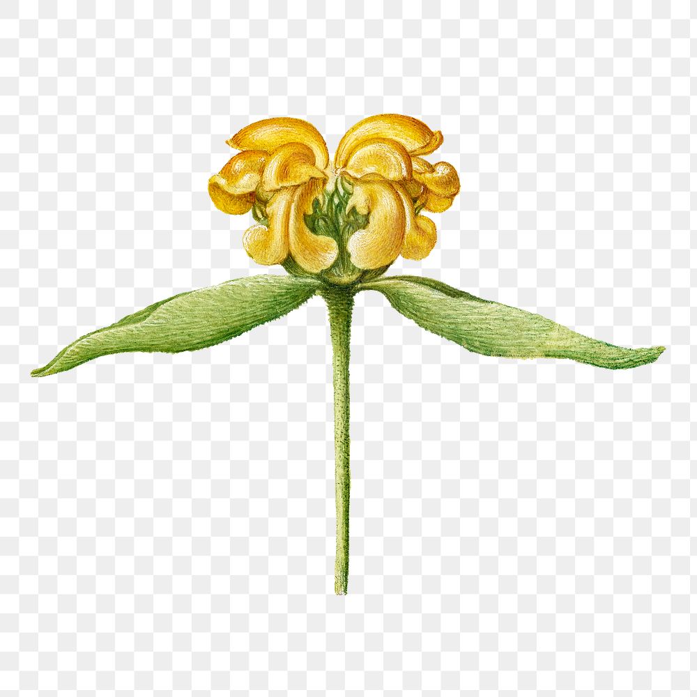 Yellow Jerusalem sage flower png botanical illustration