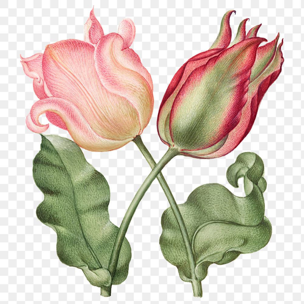 Tulip png spring flower botanical vintage illustration
