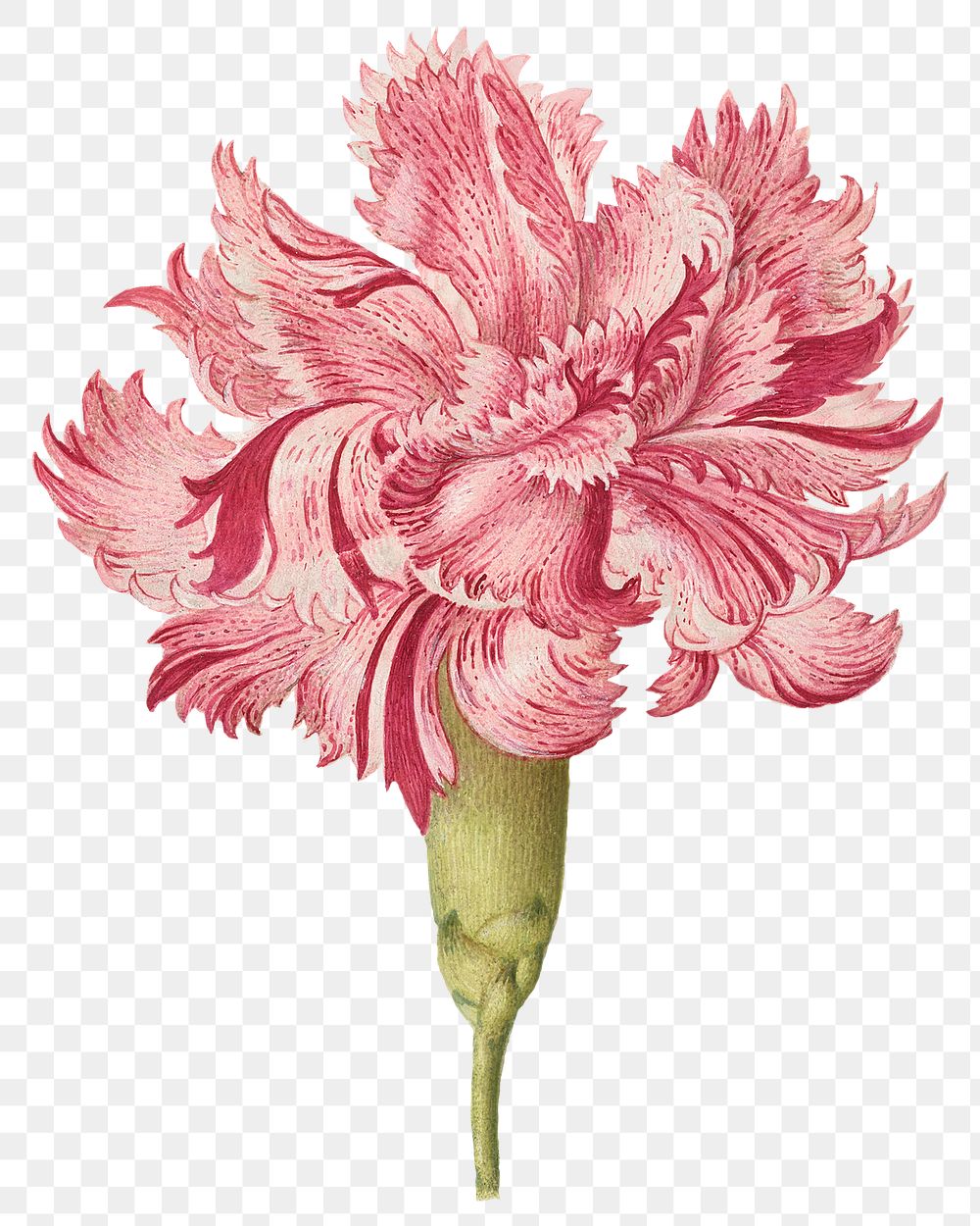 Hand drawn pink carnation flower png element