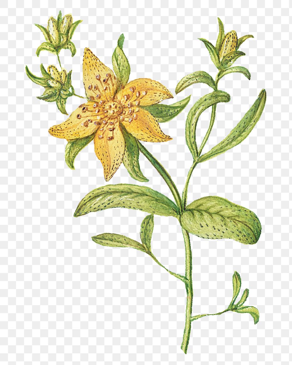 Png blooming st john's wort flower