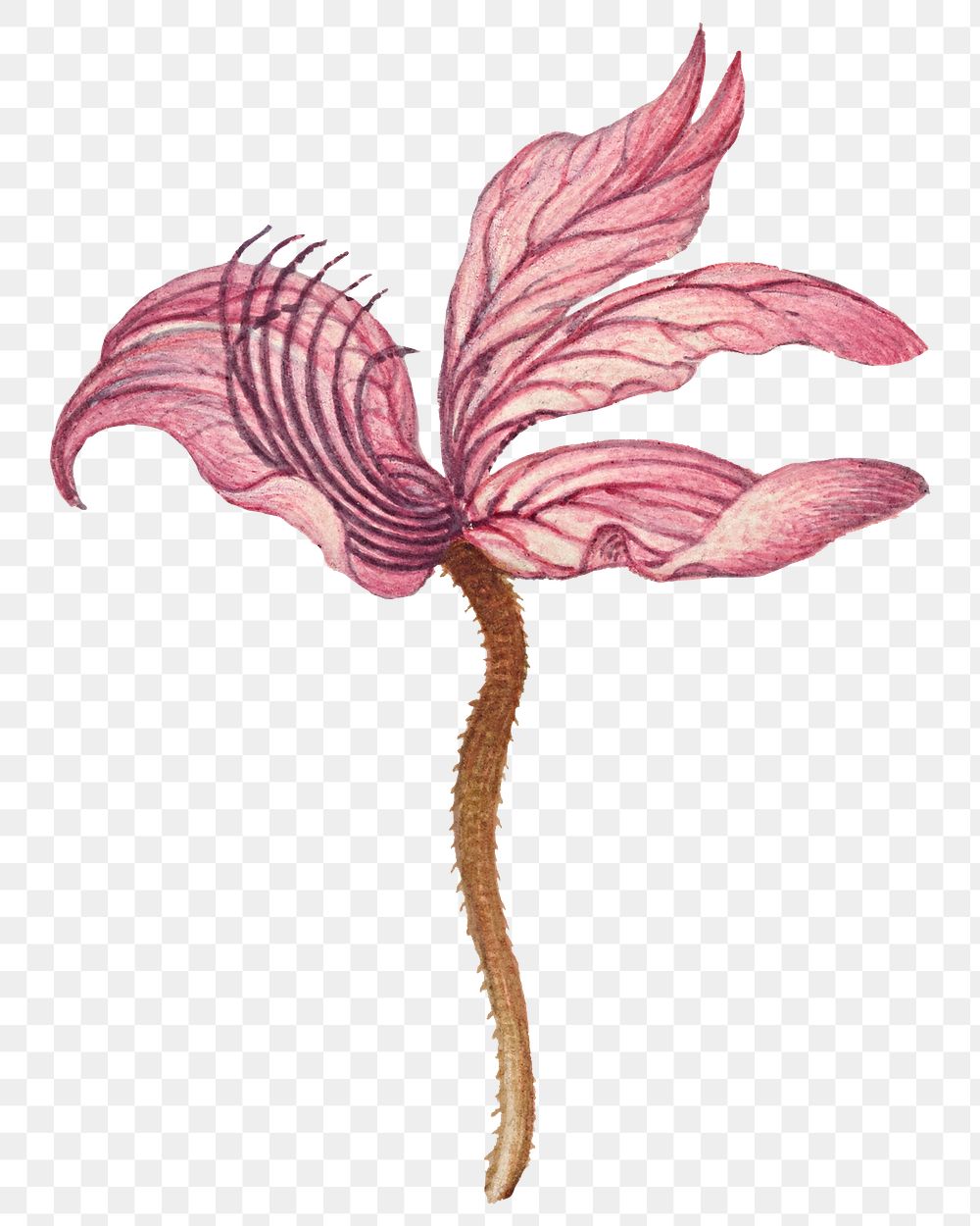 Hand drawn Rampion bellflower png floral illustration