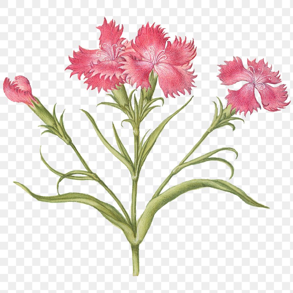 Pink sweet William blossom png illustration hand drawn
