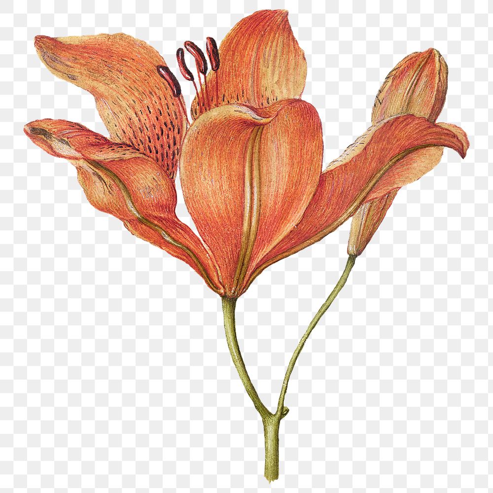 Blooming orange lily png hand drawn floral illustration